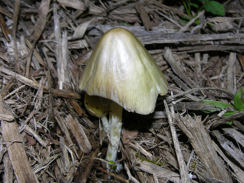 Bolbitius vitellinus (Pers.) Fr